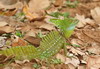 Basilic � plumes