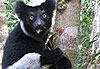 Indri Indri