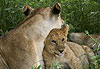 Serengeti Cubs