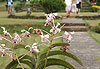 Orchidée et monument bouddhiste