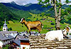 En Beaufortain