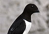 Little auk