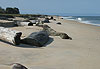 Plage Nyoni�