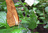 Papillon du Jardin Botanique