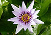 N�nuphar du jardin de Balata