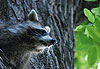 Raton Laveur � Central Park