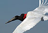 L�envol�e du Jabiru