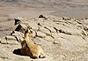 Mitzpe