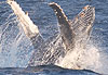 Humpback whale, Santa Lucia