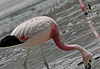 Flamant Rose
