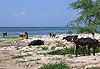 Habitant et son b�tail, Anse-A-Galets, La Gonave