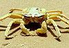 Crabe de plage