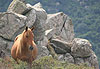 Cheval