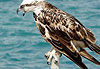 Aigle � Obock
