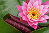N�nuphar rose �clot