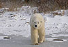La migration des ours polaires