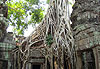 Temple Ta Phrom envahi par les racines tentaculaires des fromagers