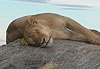 Lionne