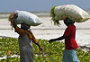 Femmes portant des sacs d�algues