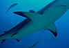 Requin gris de r�cif
