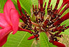 Frangipanier rouge