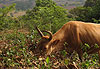 Vache foutanienne