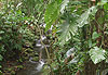 Chemin chutes du Carbet