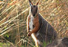 Rock Wallaby