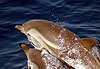 Couple de dauphins