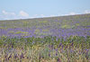 Des champs en fleurs, sur des kilom�tres