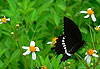 Papillon Noir et blanc
