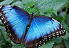 Un beau morpho