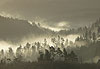 For�t dans la brume