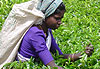 Cueilleuse, plantation de thé
