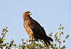 Aigle ravisseur