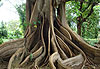 Ce ficus marque l�entr�e du mus�e du rhum