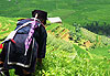 Hmong noire dans les rizi�res - Sapa, Vietnam