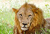 Lion � Etosha