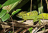 Basilicus verde