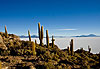Salar d�Uyuni, Isla del Pescado