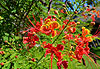 Flamboyant nain