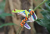 Embl�me du Costa Rica