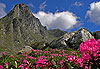 Rhododendron dans les montagnes de Fagaras
