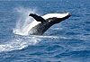 Baleine
