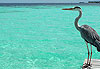 H�ron Maldives
