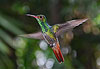 Colibri de Monteverde