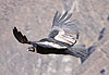 Condor adulte (noir et blanc)