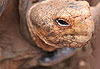 Tortue terrestre 