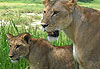Lionne dans le Tarangire