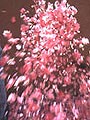 La vie en roses